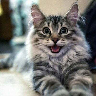 Smiling Like A Cheshire Cat