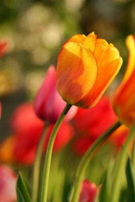 About Pairfum London Tulip Natural Perfume