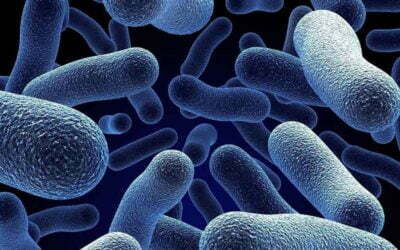 Fibre Gut Bacteria Pro Biotic Health