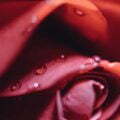 Pairfum Room Fragrance Rose Perfumed Candle Tj Holowaychuk Pairfum Room Fragrance Rose Perfumed Candle Tj Holowaychuk