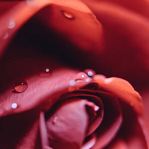 Pairfum Room Fragrance Rose Perfumed Candle Tj Holowaychuk