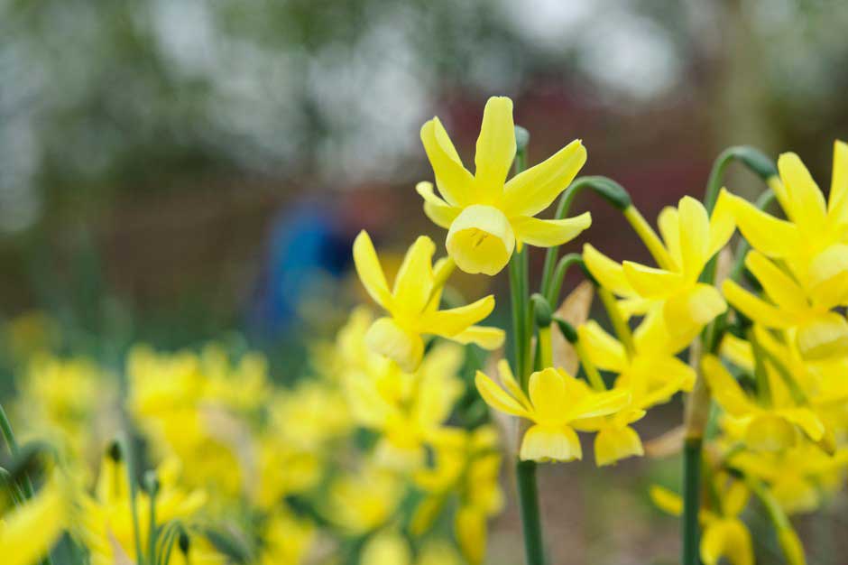 Windsor Great Park Daffodils Fragrance Petal Spring