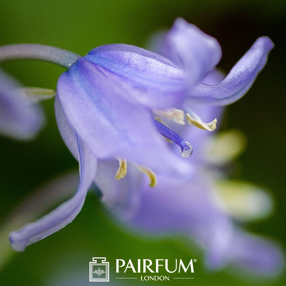 Bluebell Wood Scent Pairfum London Flower Bloom