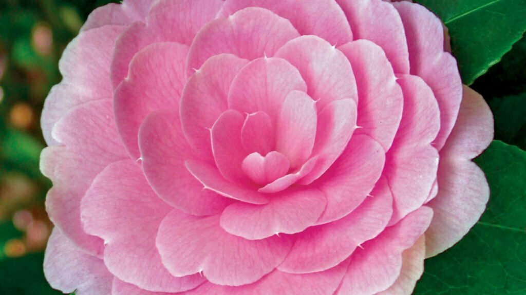 Camellia Pink Bloom Petal Fragrance Scent