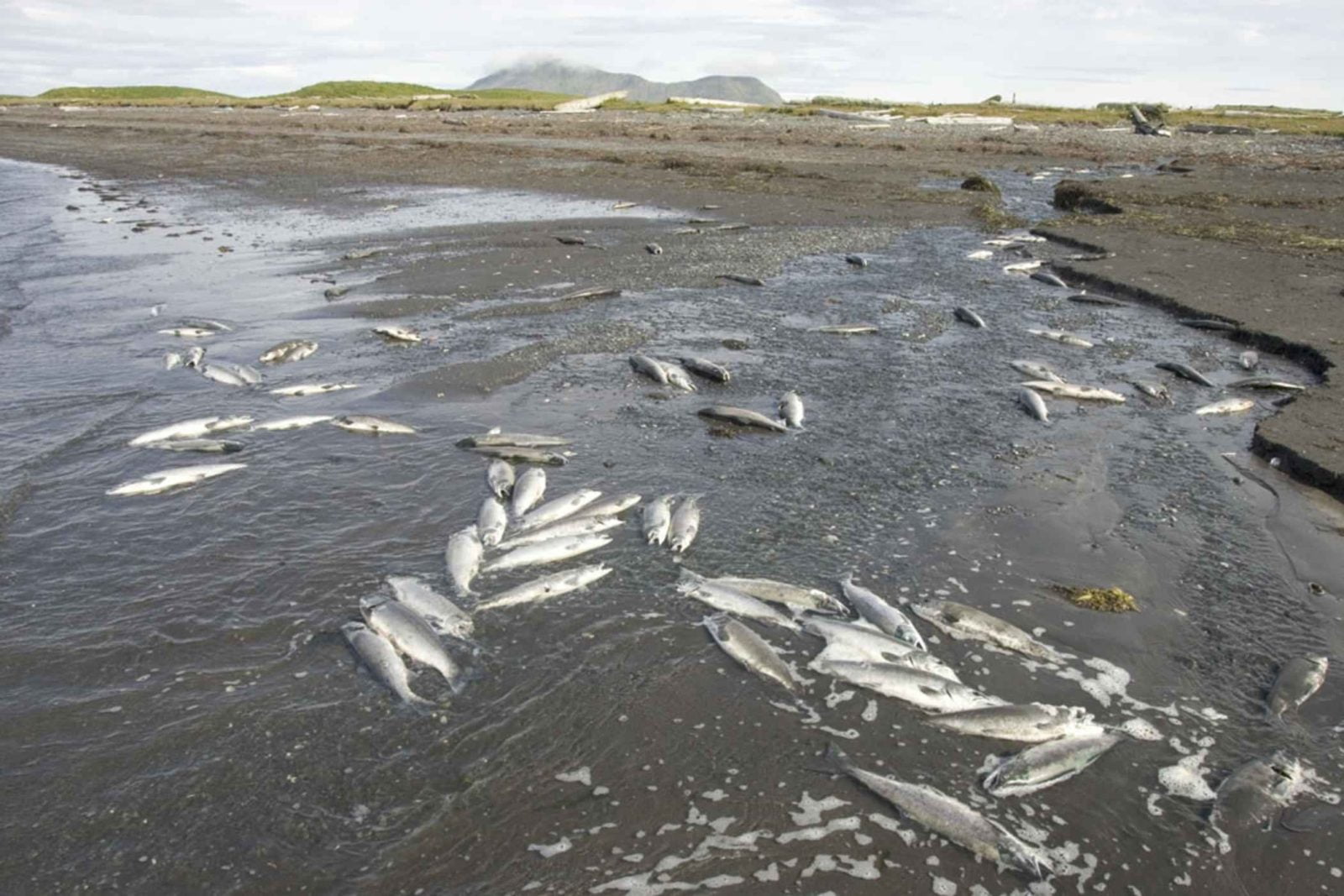 Dead Fish On Coast Dead Fish On Coast