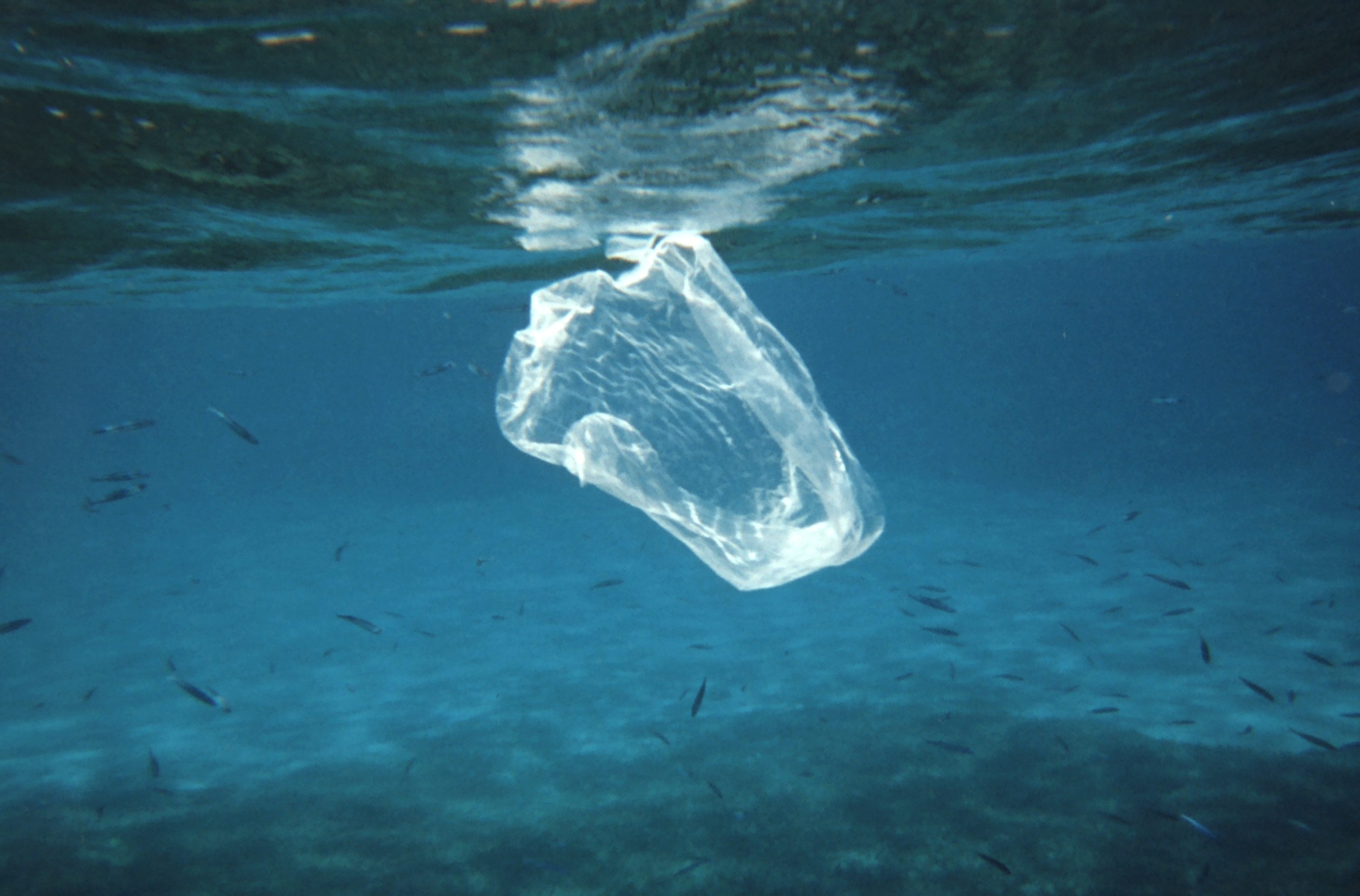 Plastic In Ocean X Plastic In Ocean 1