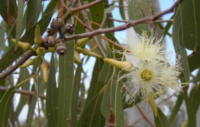 Eucalyptus Tereticornis Flowers,