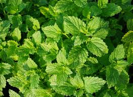 Peppermint Leaves