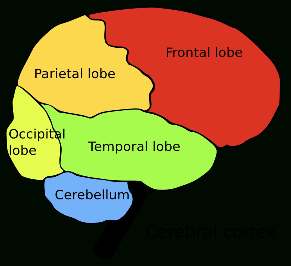 Health Tips Human Brain Parts Name List Of Regions In The Human Brain Wikipedia