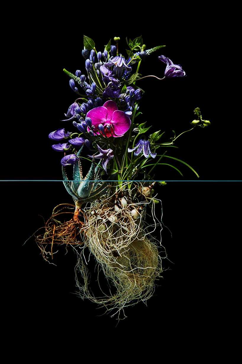 【lotus 】Andu amet AZUMA Azuma Styling by Scene – andu amet