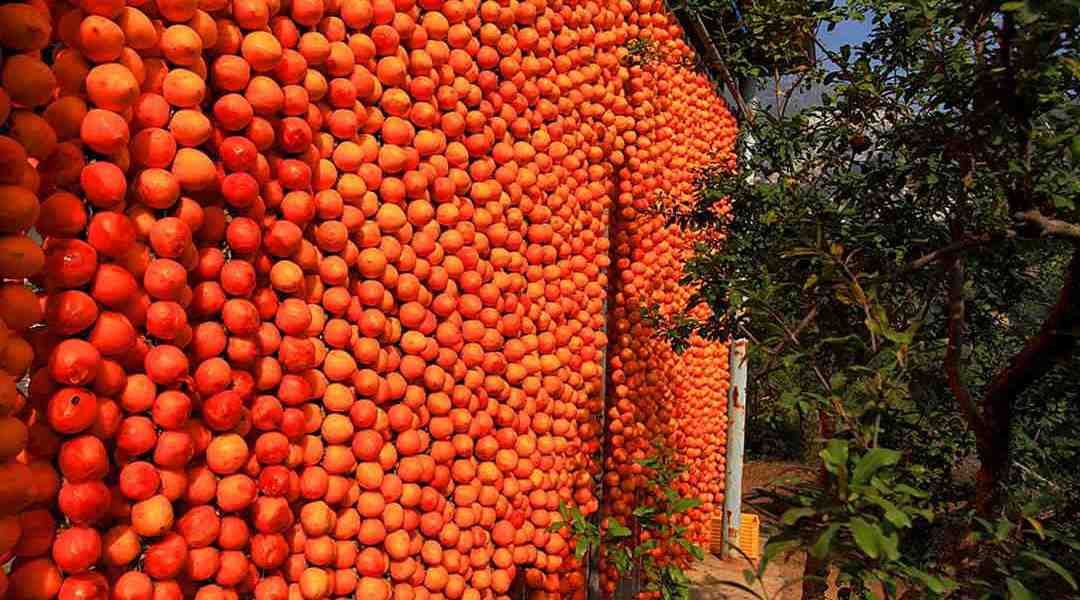 Persimmon Drying Season Japan Christo New York Fragrance