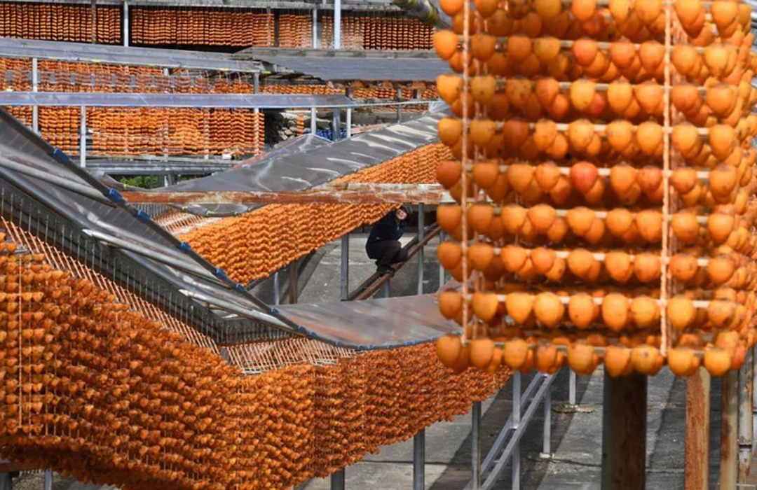 Persimmon Drying Season Japan Christo New York Fragrance 7