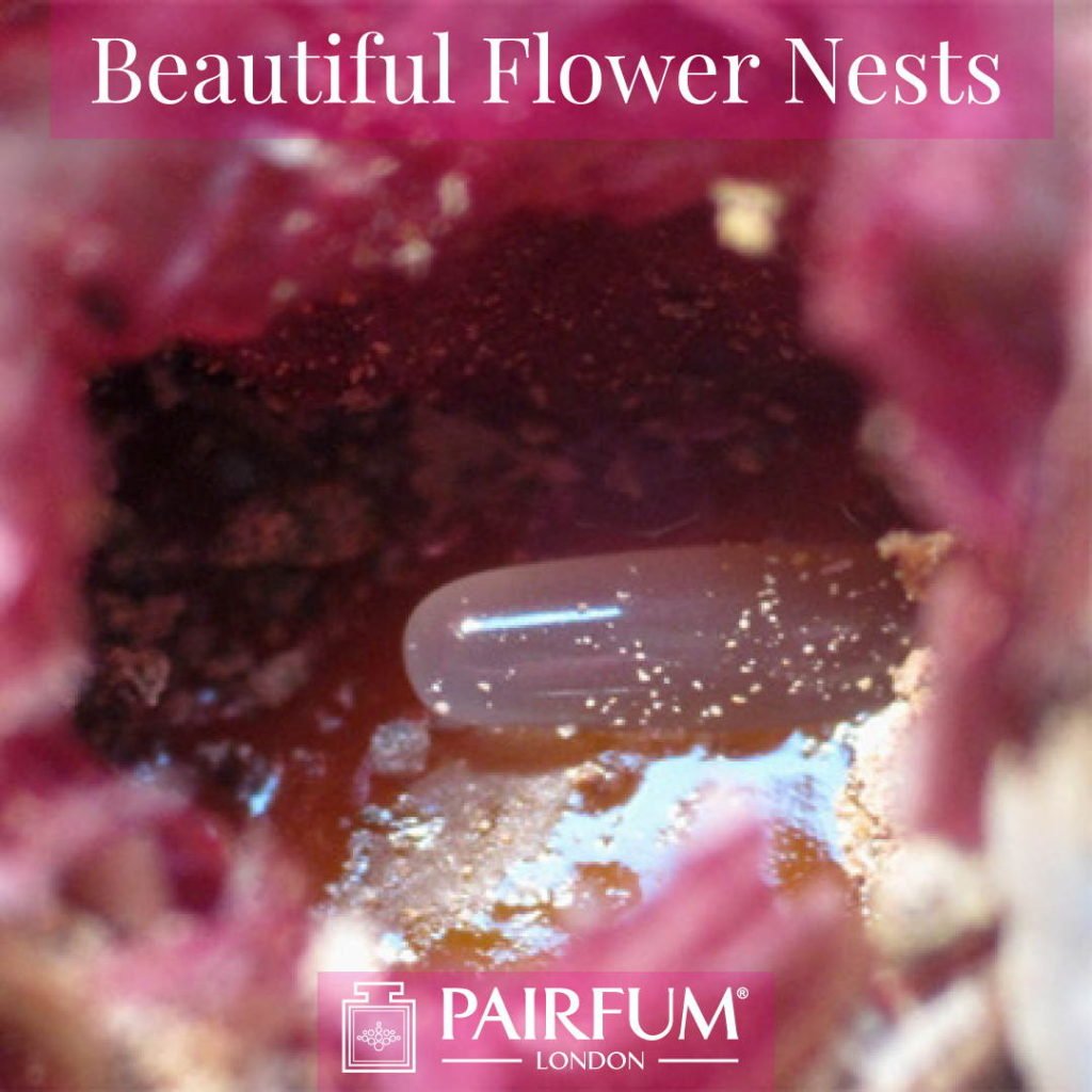 Beautiful Flower Nests Petal Special Bee Larvae Pairfum 12