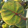 Coccoloba Uvifera Canopy Infusion Green Leaf Diffuser