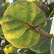 Coccoloba Uvifera Canopy Infusion Green Leaf Diffuser