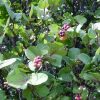 Coccoloba Uvifera Canopy Infusion Leaf Diffuser
