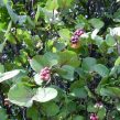 Coccoloba Uvifera Canopy Infusion Leaf Diffuser