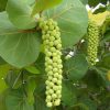 Coccoloba Uvifera Canopy Infusion Leaf Grape