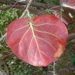 Coccoloba Uvifera Canopy Infusion Red Leaf Diffuser