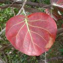 Coccoloba Uvifera Canopy Infusion Red Leaf Diffuser