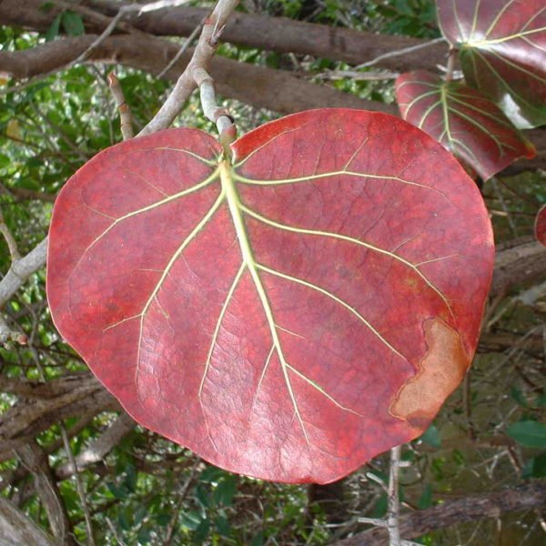 Coccoloba Uvifera Canopy Infusion Red Leaf Diffuser