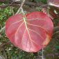 Coccoloba Uvifera Canopy Infusion Red Leaf Diffuser