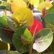 Coccoloba Uvifera Canopy Infusion Yellow Leaf Diffuser