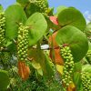 Pairfum Coccoloba Uvifera Canopy Infusion Leaf