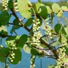 Pairfum Coccoloba Uvifera Canopy Infusion Leaf Grape