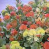 Pairfum Coccoloba Uvifera Canopy Infusion Leaf Sea Grape
