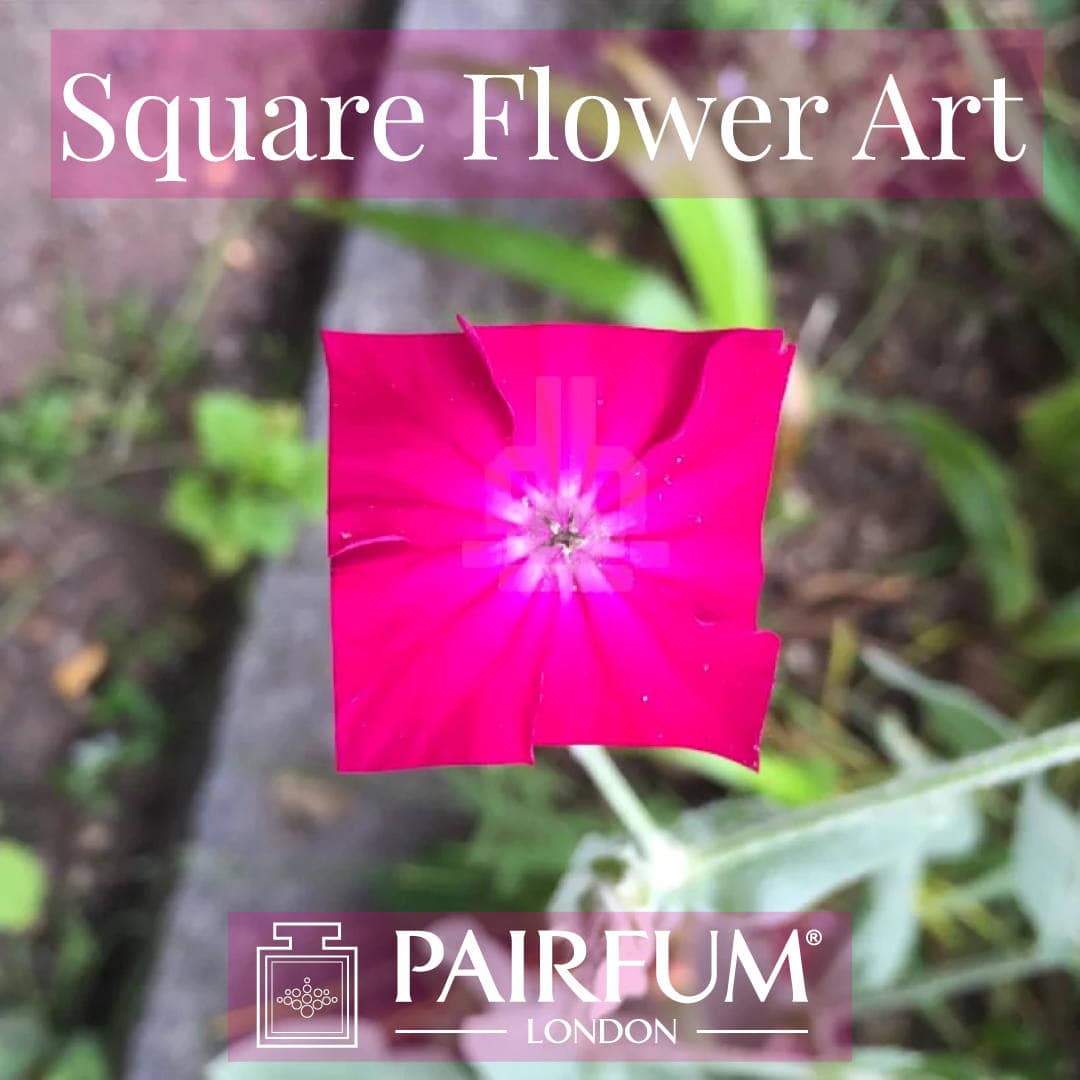 Square Flower Art Pink Organic Form