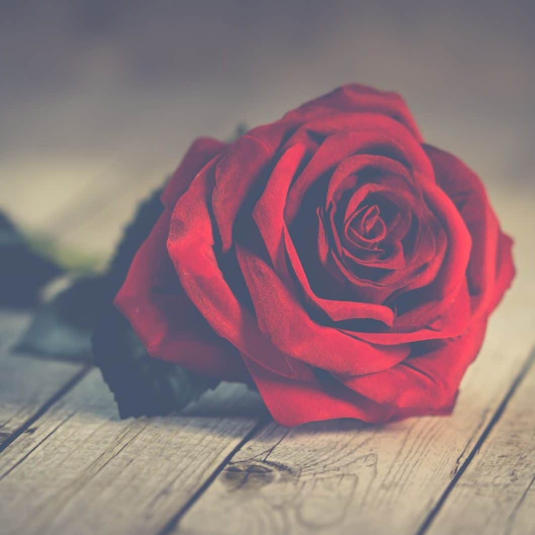 Happy Valentines Day Beautiful Velvety Single Red Rose
