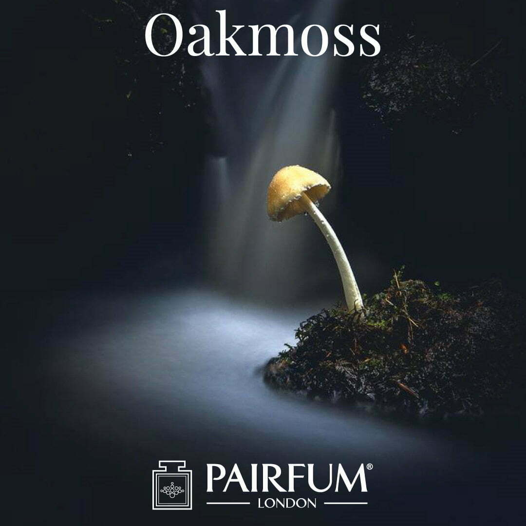 Outdoor Photgrapher Year Small World Oakmoss Fragrance Jay Birmingham