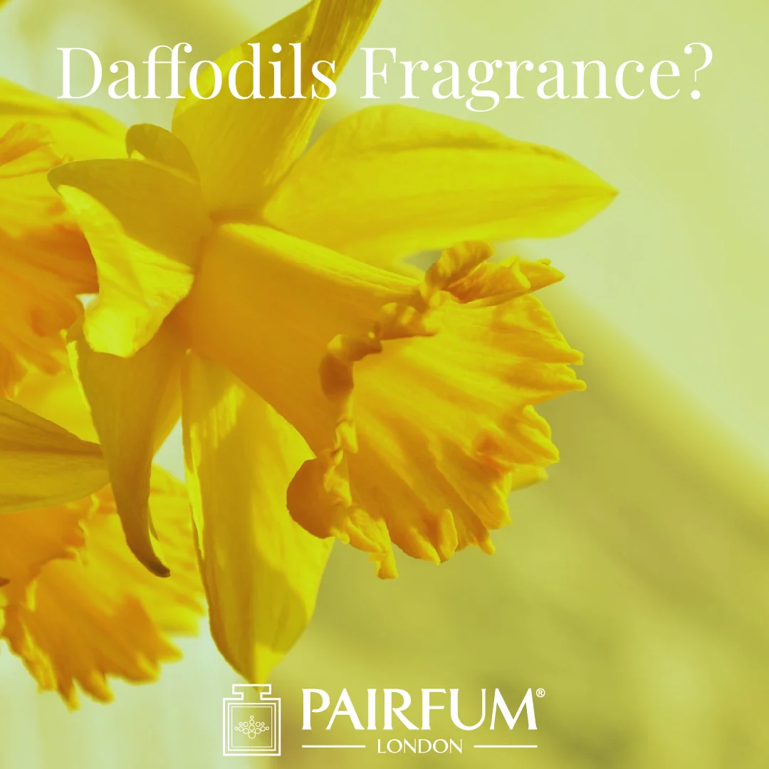 Do Daffodils have a fragrance