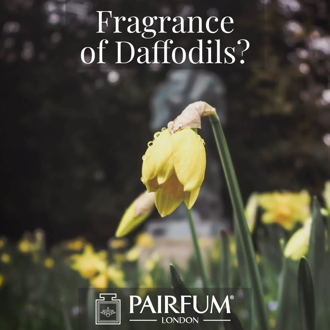 Perfume Of Daffodils Windsor Great Park