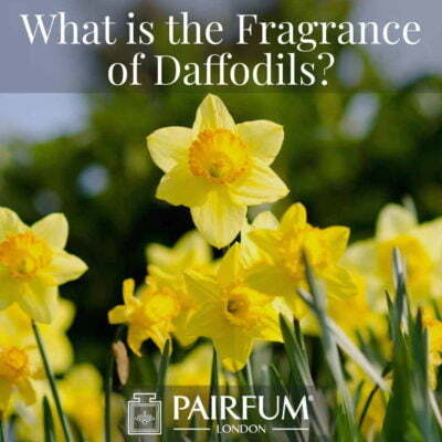 What Is The Scent Of Daffodils Great Windsor Park Uk