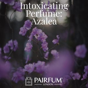 Azalea Intoxicating Perfume Windsor Park