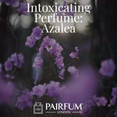 Azalea Intoxicating Perfume Windsor Park under the influence
