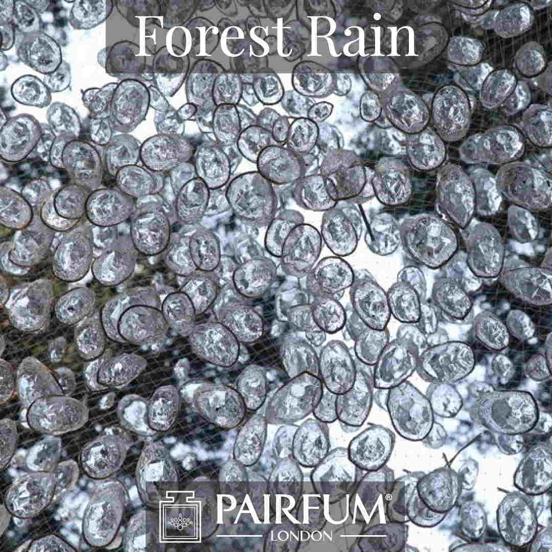 Fragrance Forest Rain Water Pine Tree Wood Ozone