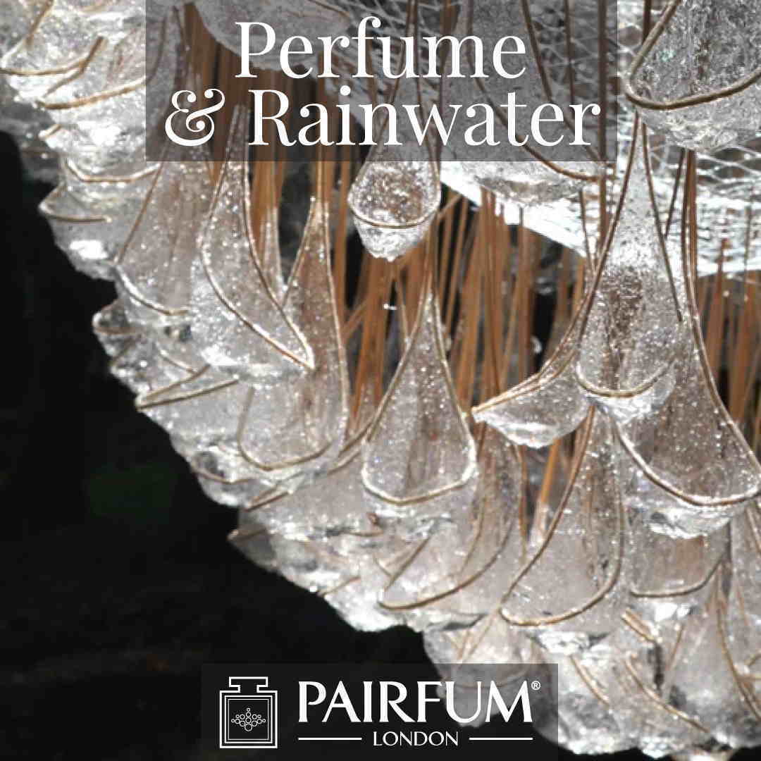 Fragrance Rain Water Pine Tree Forest Wood Ozone