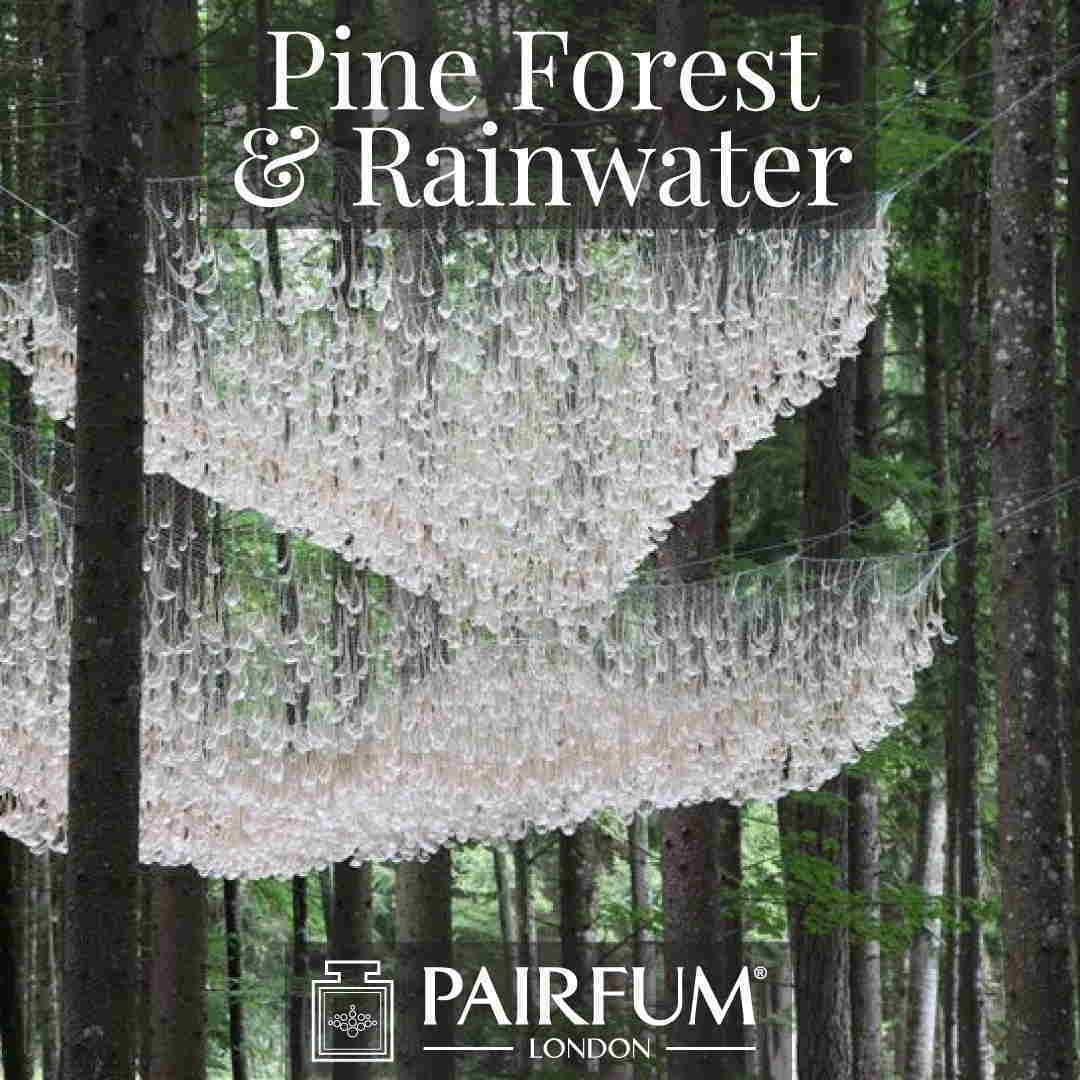 Fragrance Rainwater Pine Tree Forest Wood Ozone