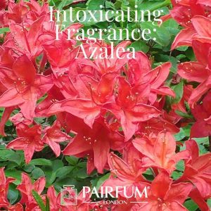 Intoxicating Fragrance Azalea Windsor Park