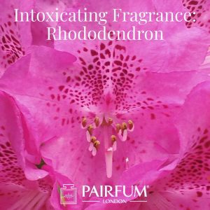 Intoxicating Fragrance Rhododendron Windsor Park