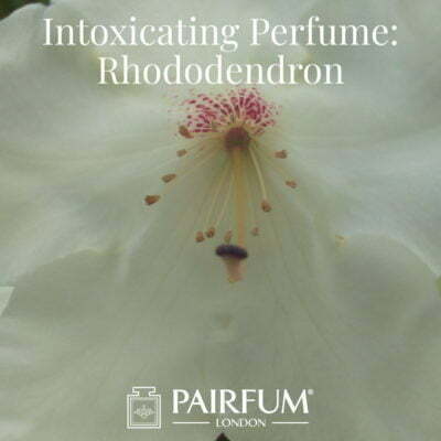 Intoxicating Perfume Rhododendron Windsor Park under the influence