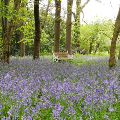 Kates Garden Bluebell Forest Bench