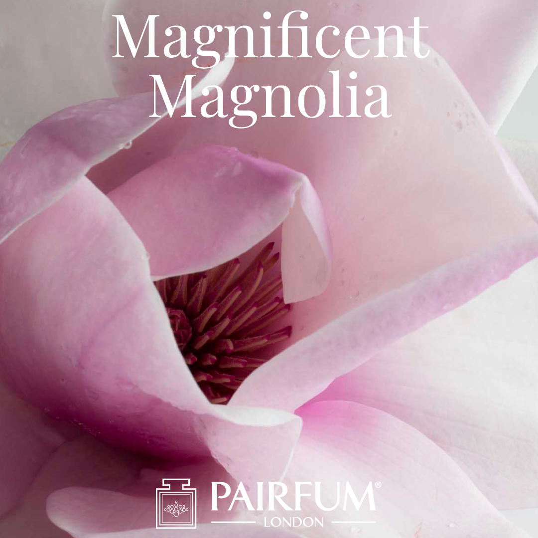 Magnificent Magnolias Fragrance Windsor Park