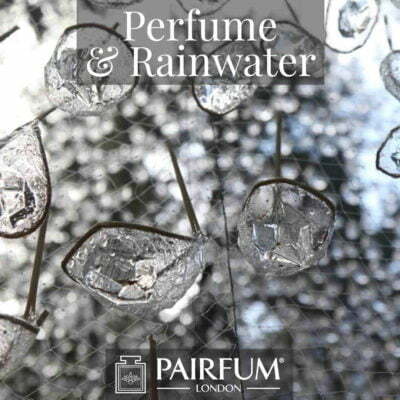 Perfume Rainwater Pine Tree Forest Wood Ozone