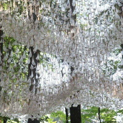 Pine Tree Forest Wood Rain Water Ozone Fragrance 03