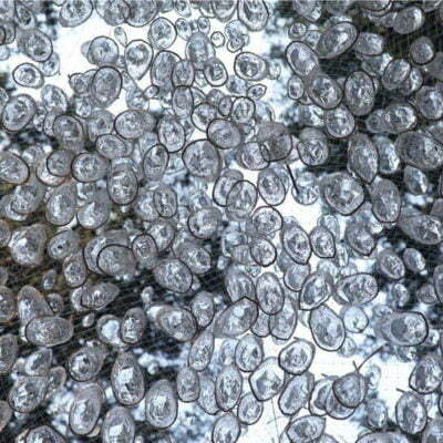 Pine Tree Forest Wood Rain Water Ozone Scent 05