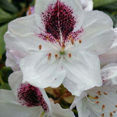 Rhododendron Azalea Windsor Park Fragrance Intoxicating Walk 13